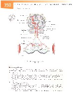 Sobotta Atlas of Human Anatomy  Head,Neck,Upper Limb Volume1 2006, page 357
